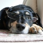 Dog with glasses